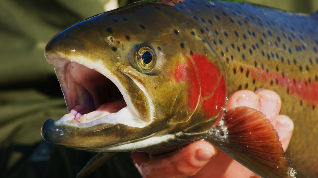 trout