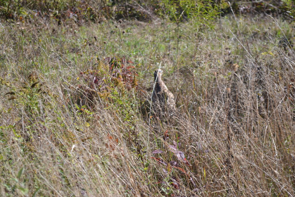 DSC_0818 DSC_0818